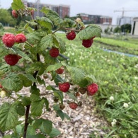 Montreal Farm 2023 Raspberries